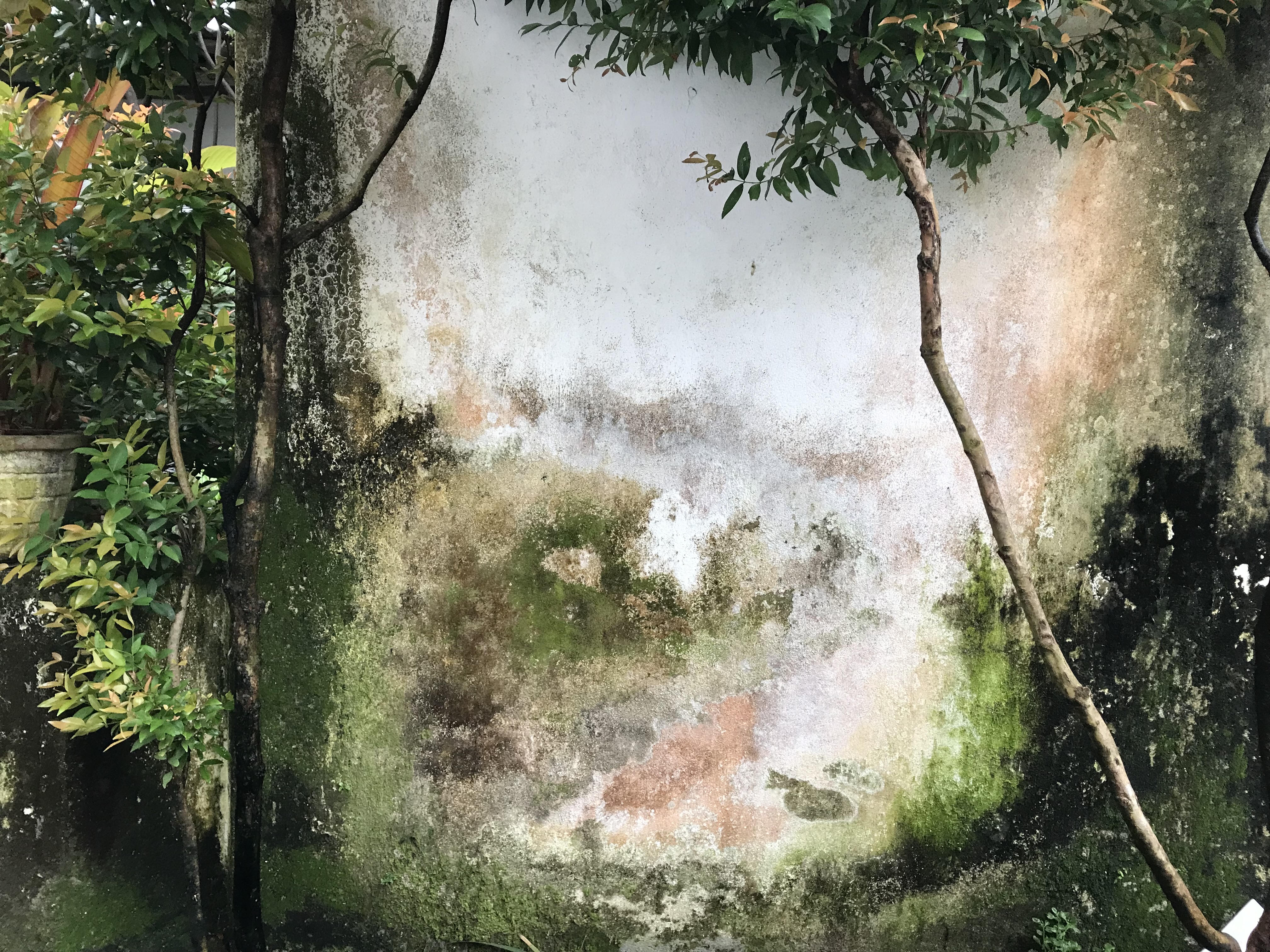 The tropics, distressed surfaces and haptic visuality