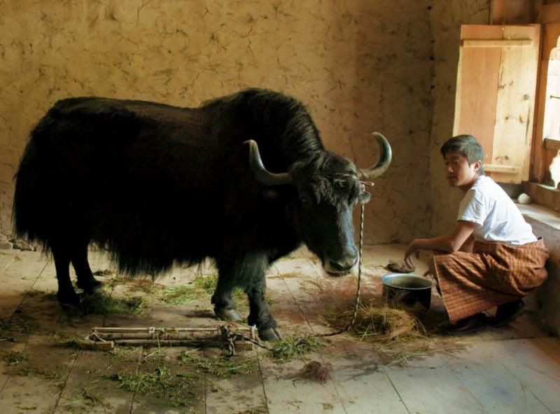 Lunana: A Yak in the Classroom 